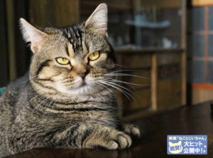 せいせき　ねこフェス