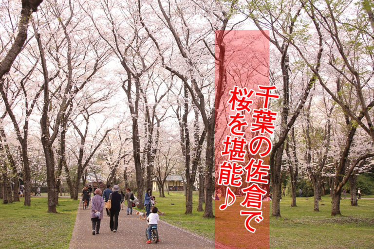 佐倉城址公園桜