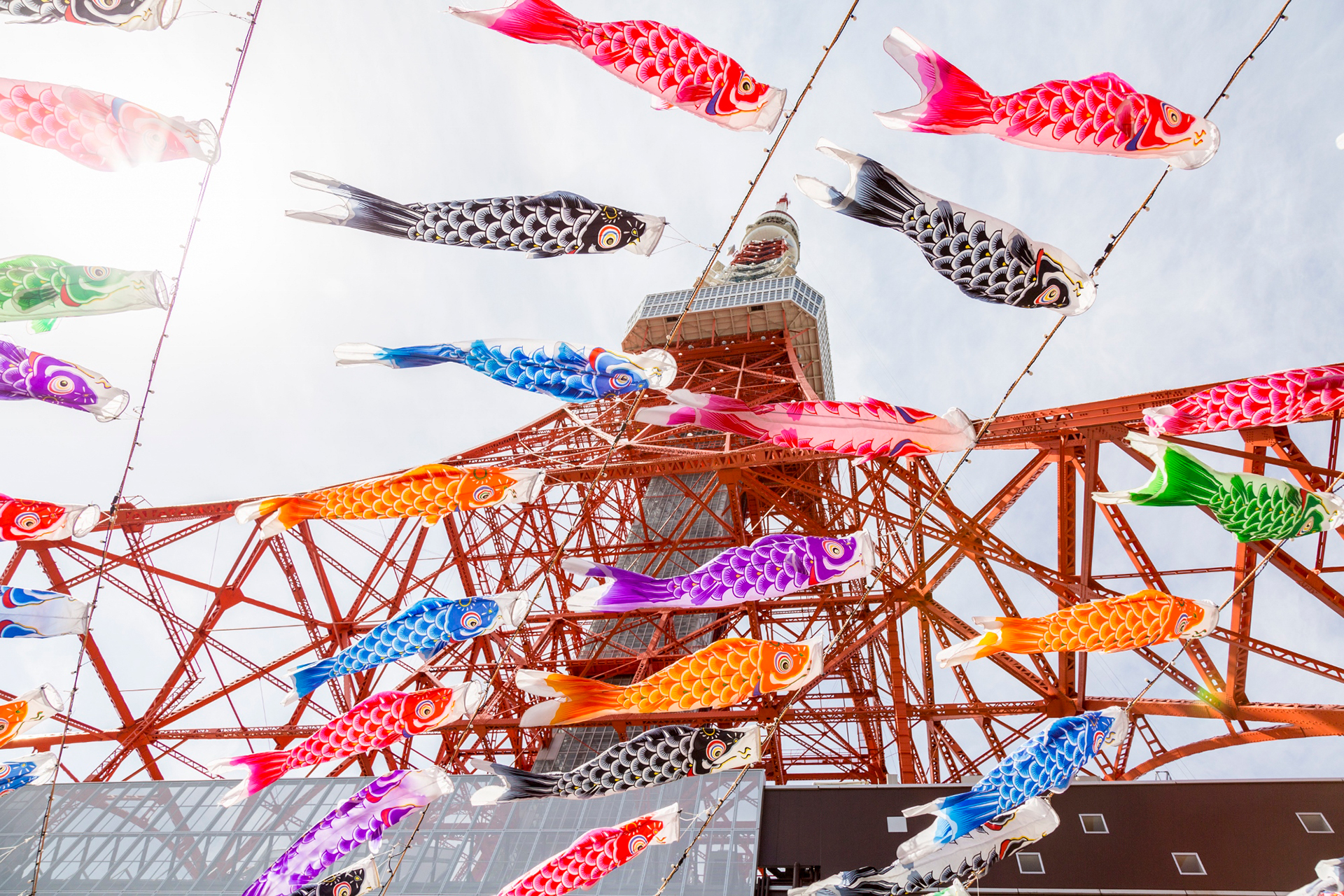 東京タワー 333匹の『鯉のぼり』と巨大『さんまのぼり』