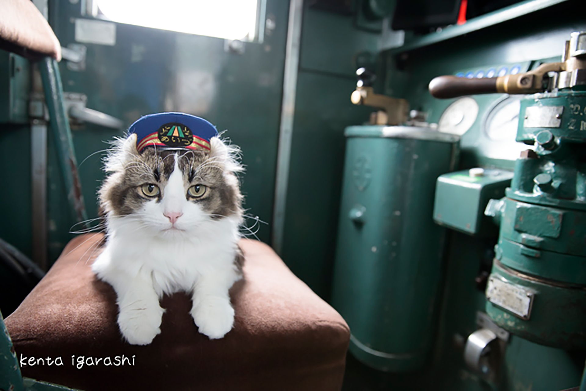 この写真は猫が電車の運転手なったところ