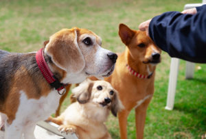 この写真は社員犬と触れ合う様子