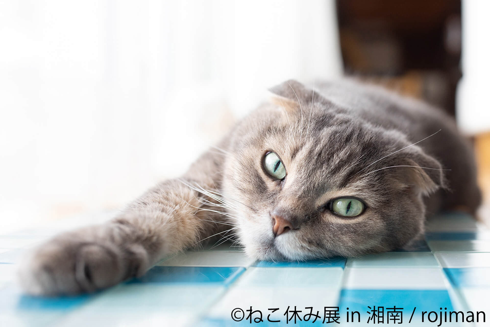この写真はねこ休み展 in 湘南の展示作品で、まどろむ猫です