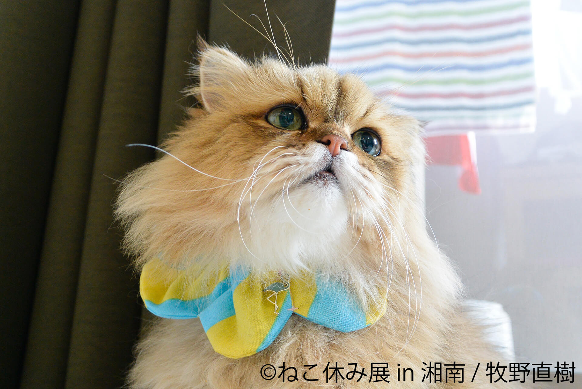 この写真はねこ休み展 in 湘南の展示作品で、斜め上を見上げる猫です