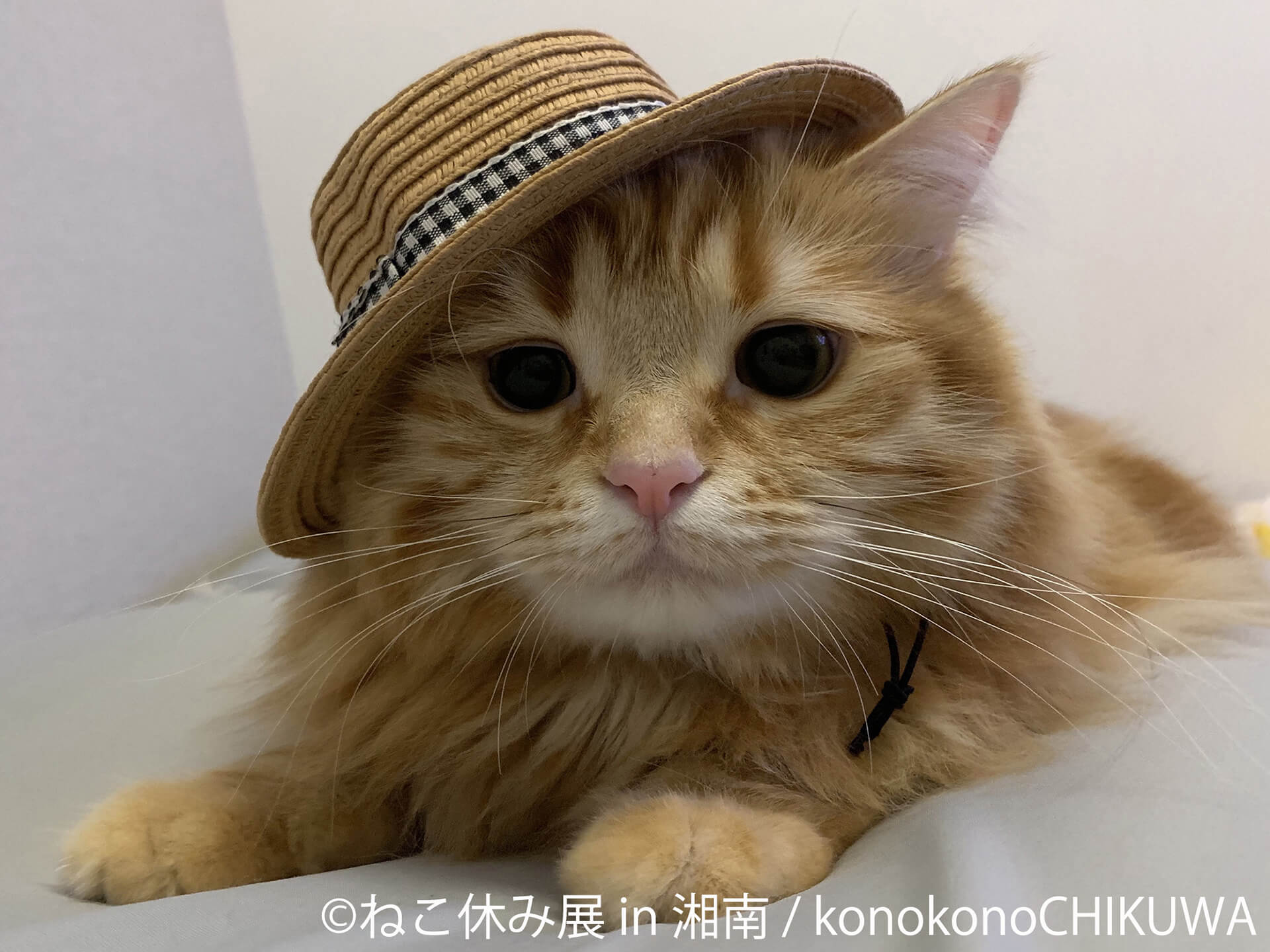 この写真はねこ休み展 in 湘南の展示作品で、帽子を斜めがけする猫です