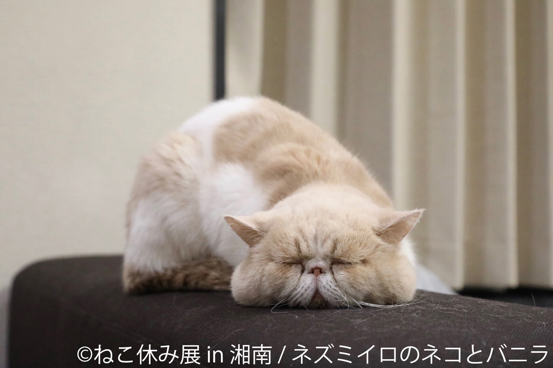 この写真はねこ休み展 in 湘南の展示作品で、眠そうな顔をした猫です