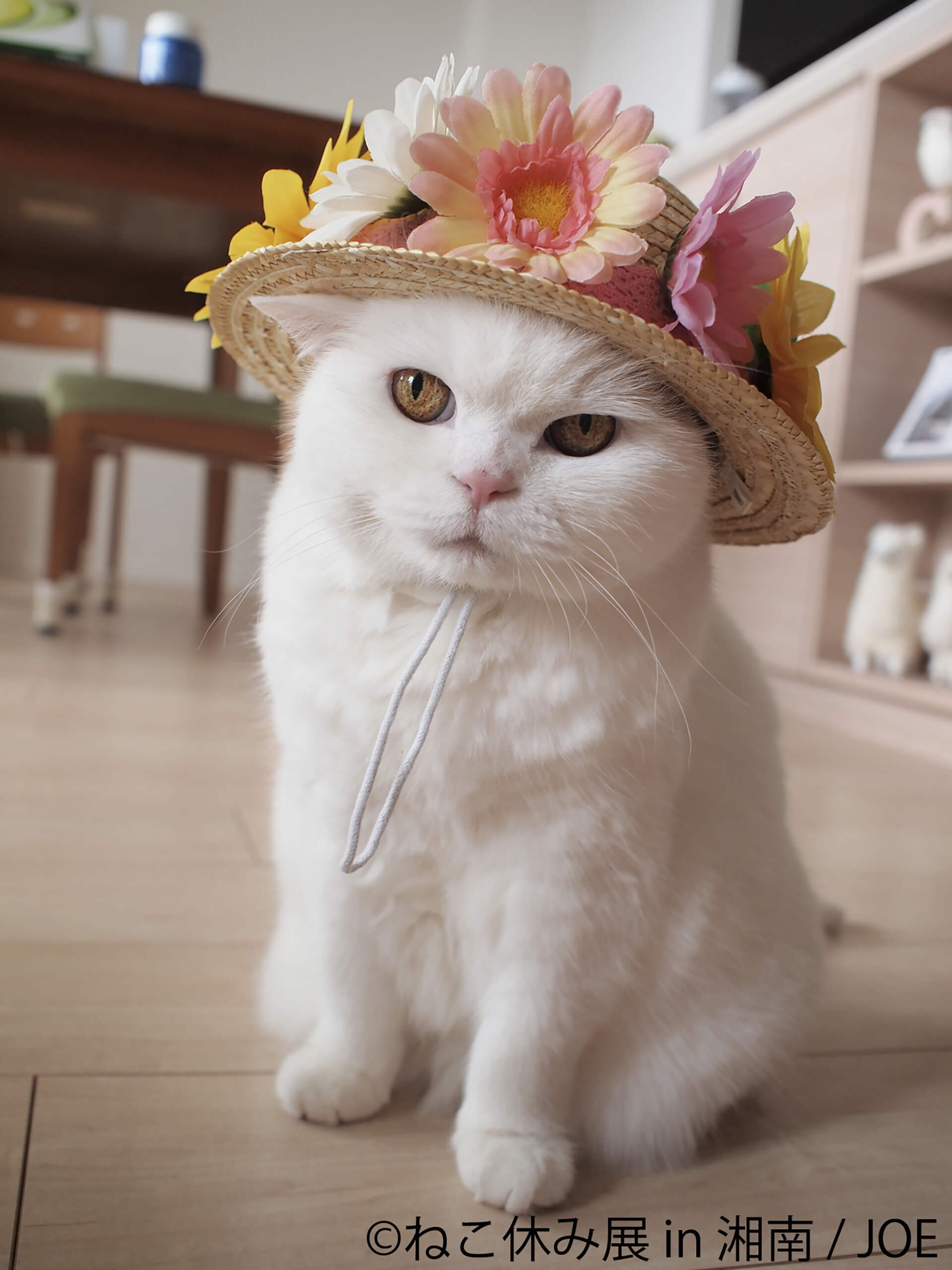 この写真はねこ休み展 in 湘南の展示作品で、花の麦わら帽子を被った猫です