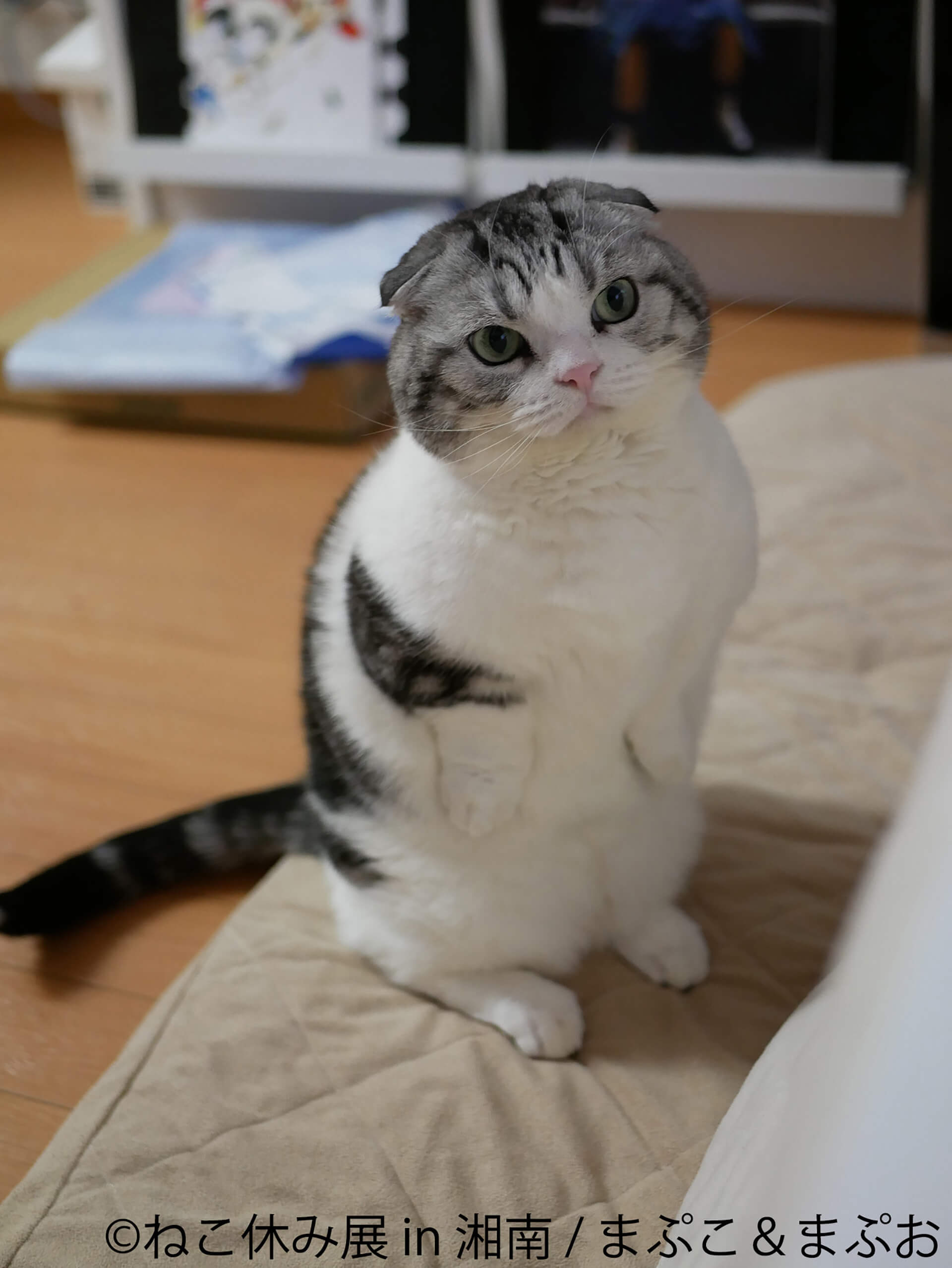 この写真はねこ休み展 in 湘南の展示作品で、こちらをつぶらな瞳で見る猫です