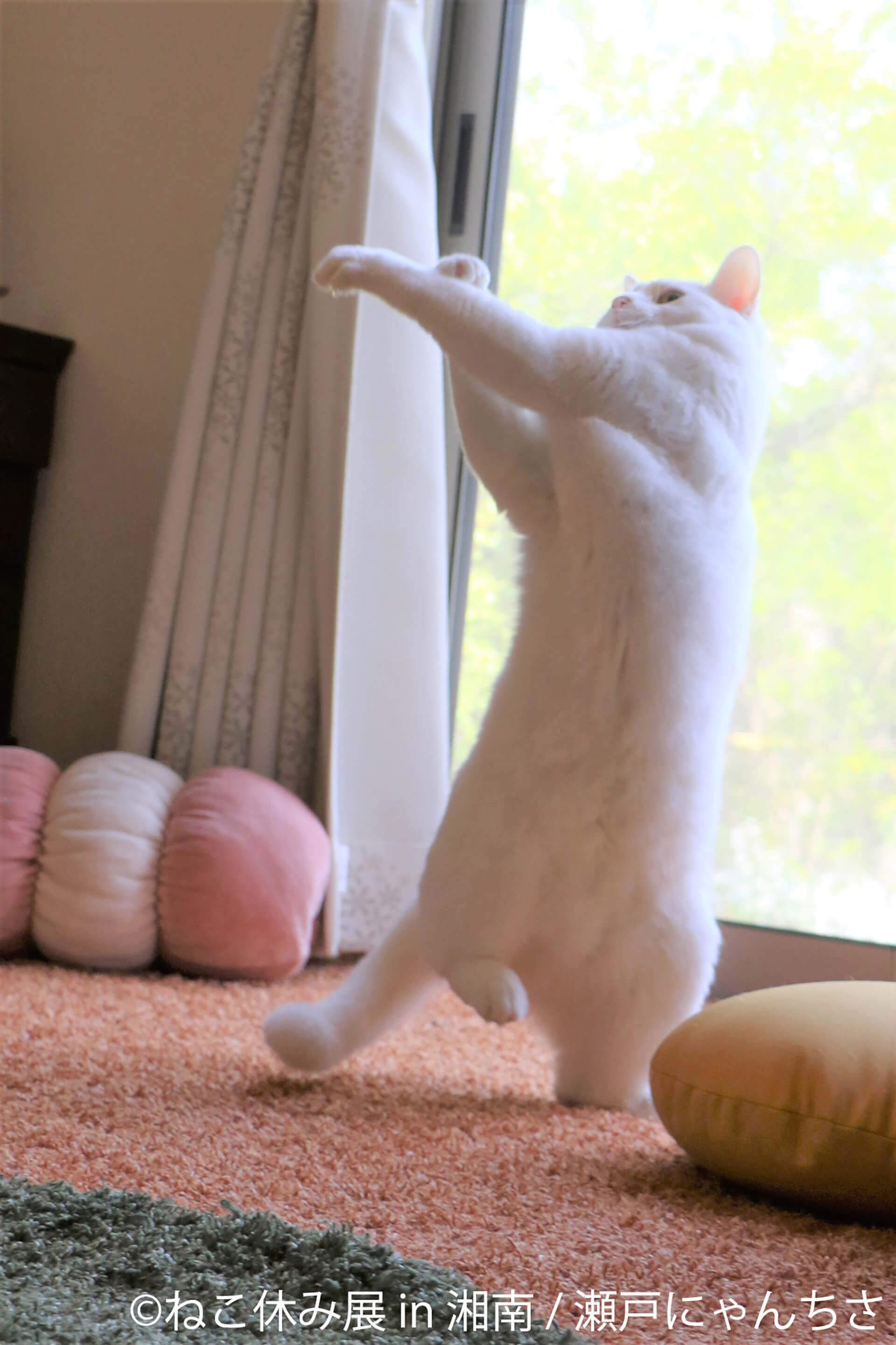 この写真はねこ休み展 in 湘南の展示作品で、日本の足で立ち上がる猫です