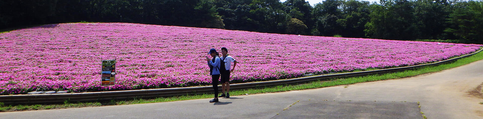 この写真は国営武蔵丘陵森林公園がピンク色のペチュニアで満開になっている状態。花の絨毯のよう