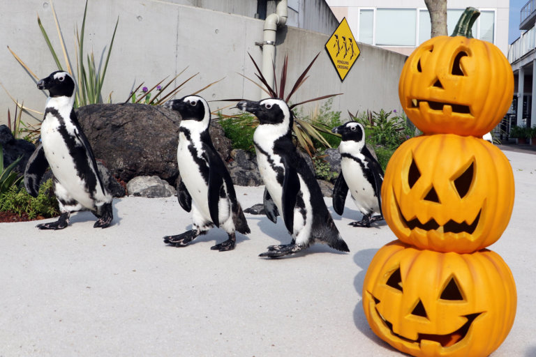 ペンギンとハロウィンのかぼちゃ