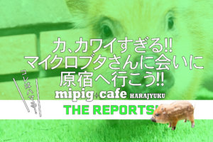 mipigcafe原宿店バナー 2