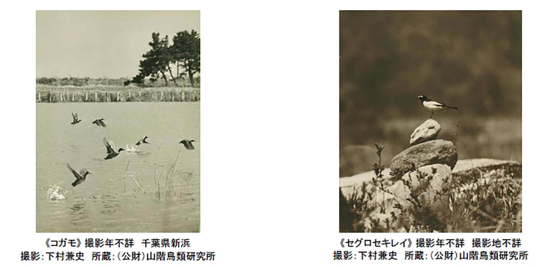 100年前にカワセミを撮った男・下村兼史-日本最初の野鳥生態写真家-展・写真