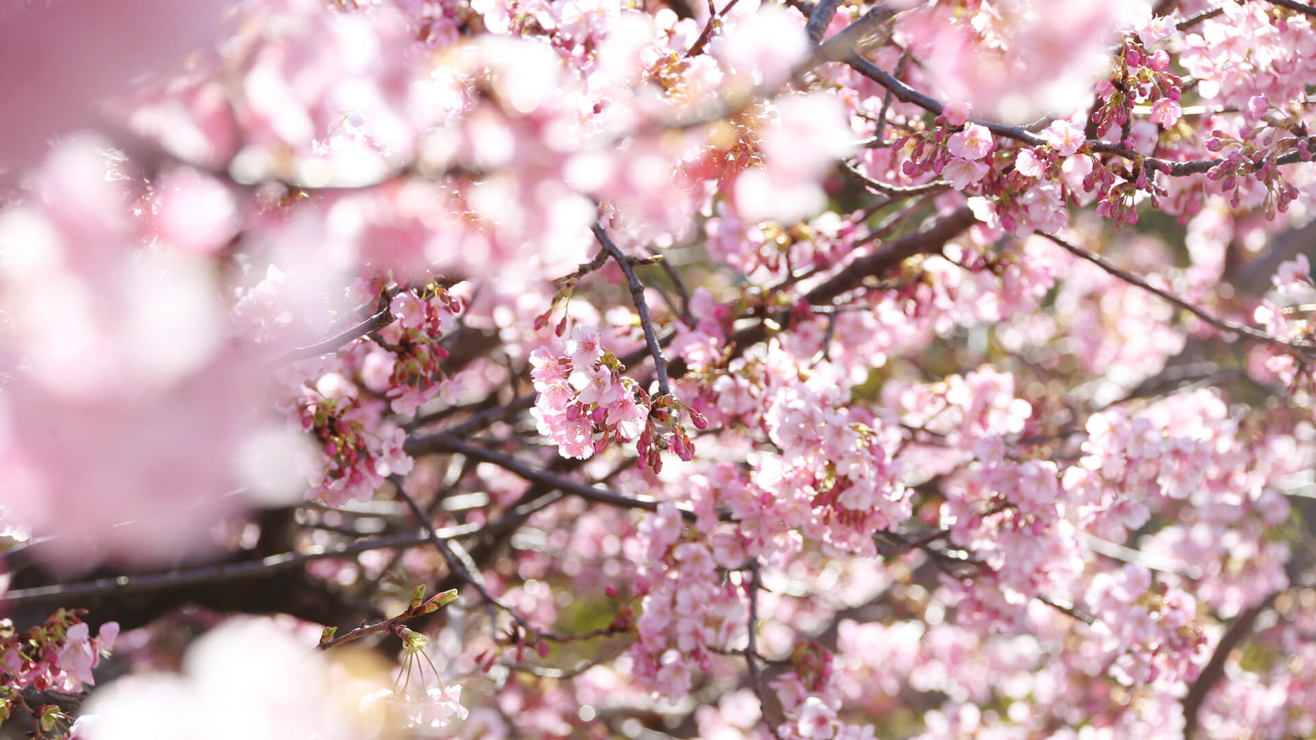 Sakura Season’s Greetingsイメージ