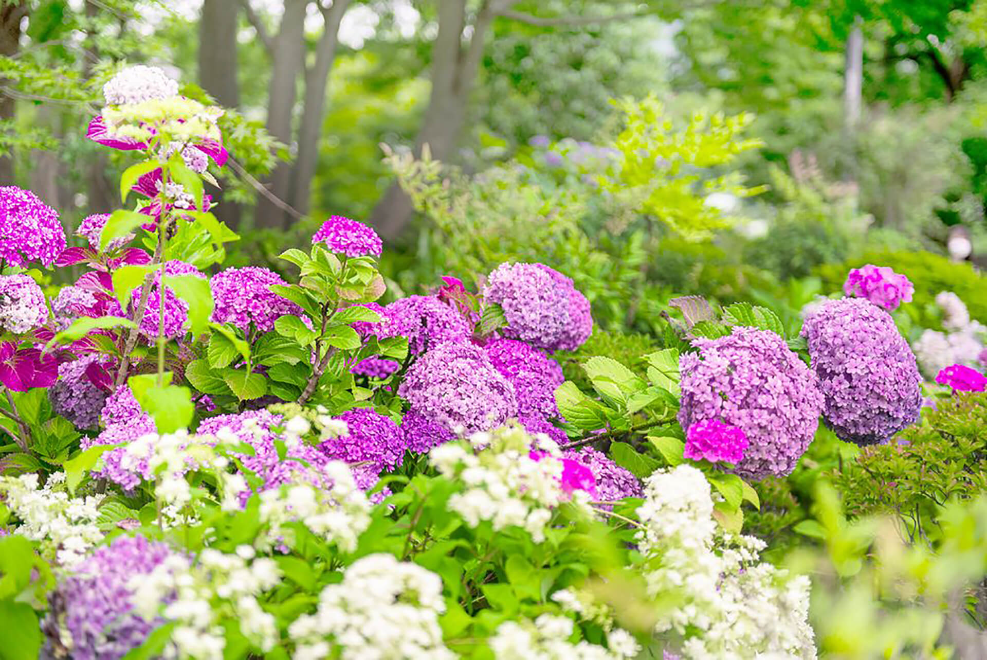 ミッドタウン ガーデンと紫陽花を知るガイドツアー 関東のお出かけ情報ならオソトイコ