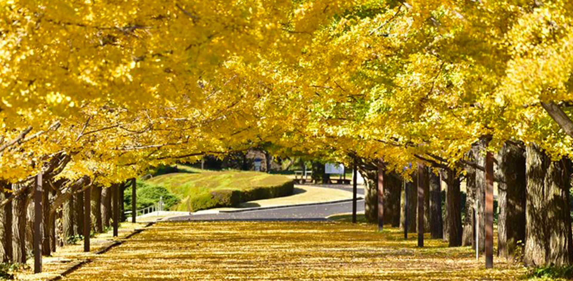 国営昭和記念公園「黄葉紅葉まつり」「秋の夜散歩2020」
