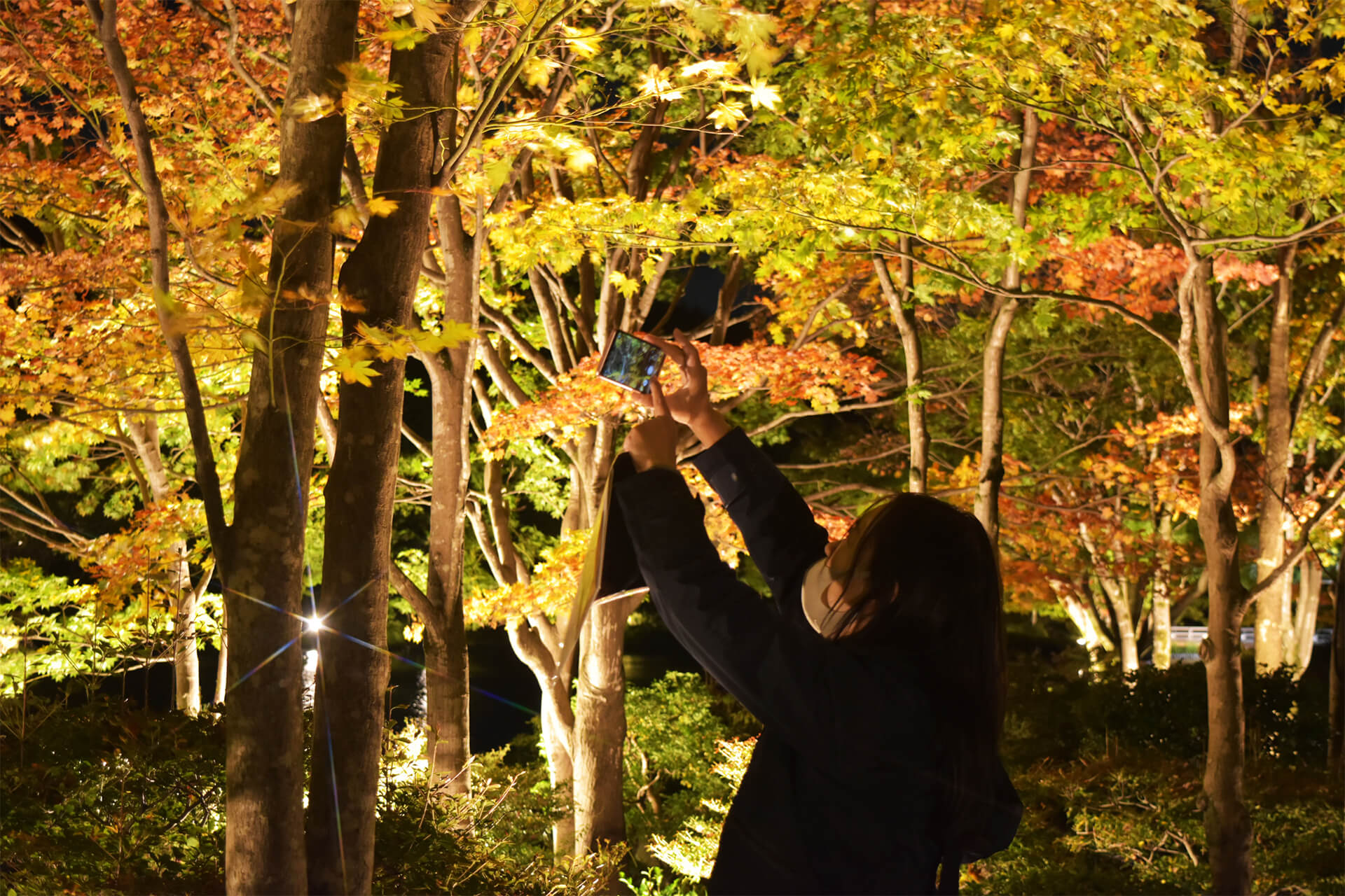 国営昭和記念公園「黄葉紅葉まつり」「秋の夜散歩2020」