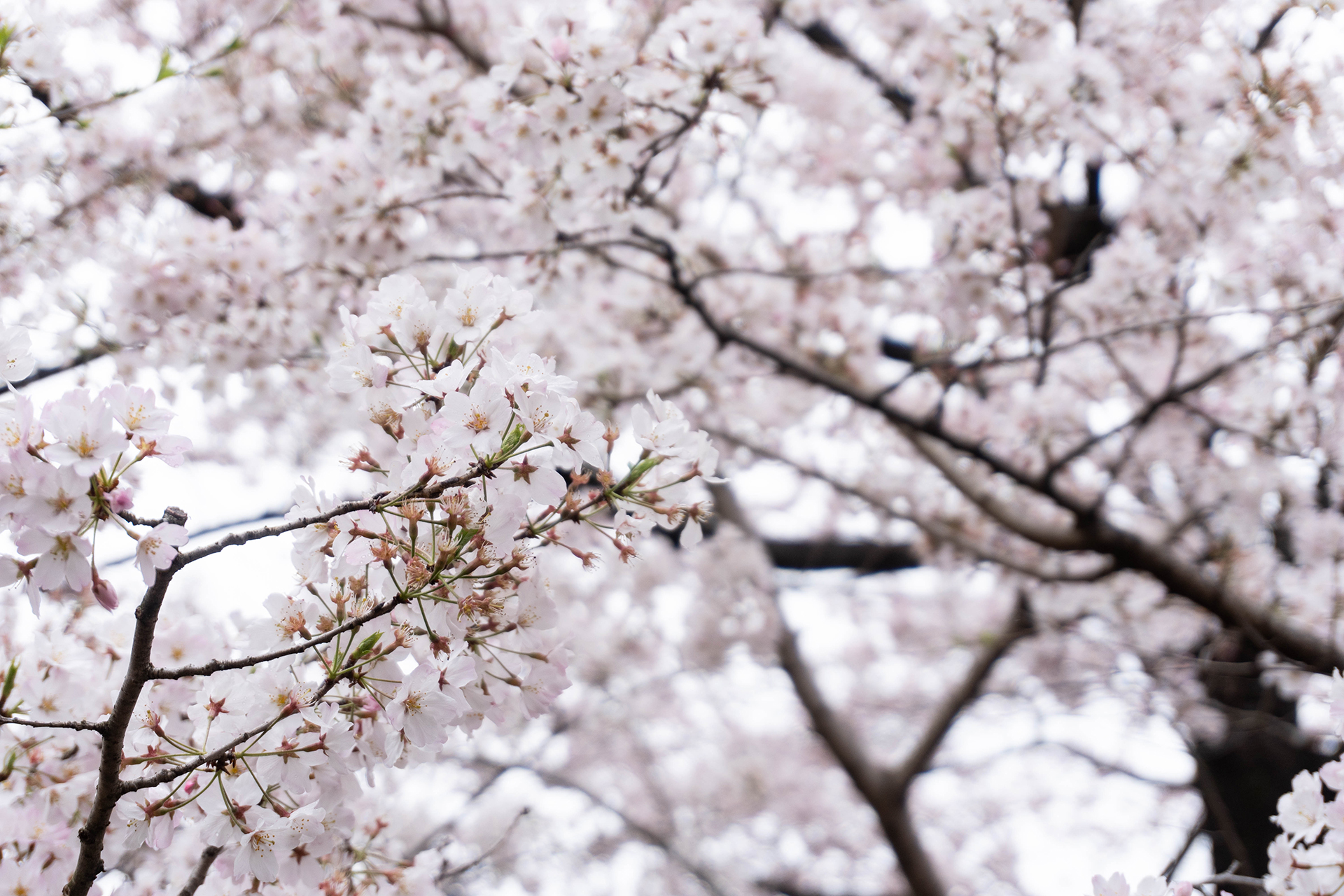 千鳥ヶ淵　桜