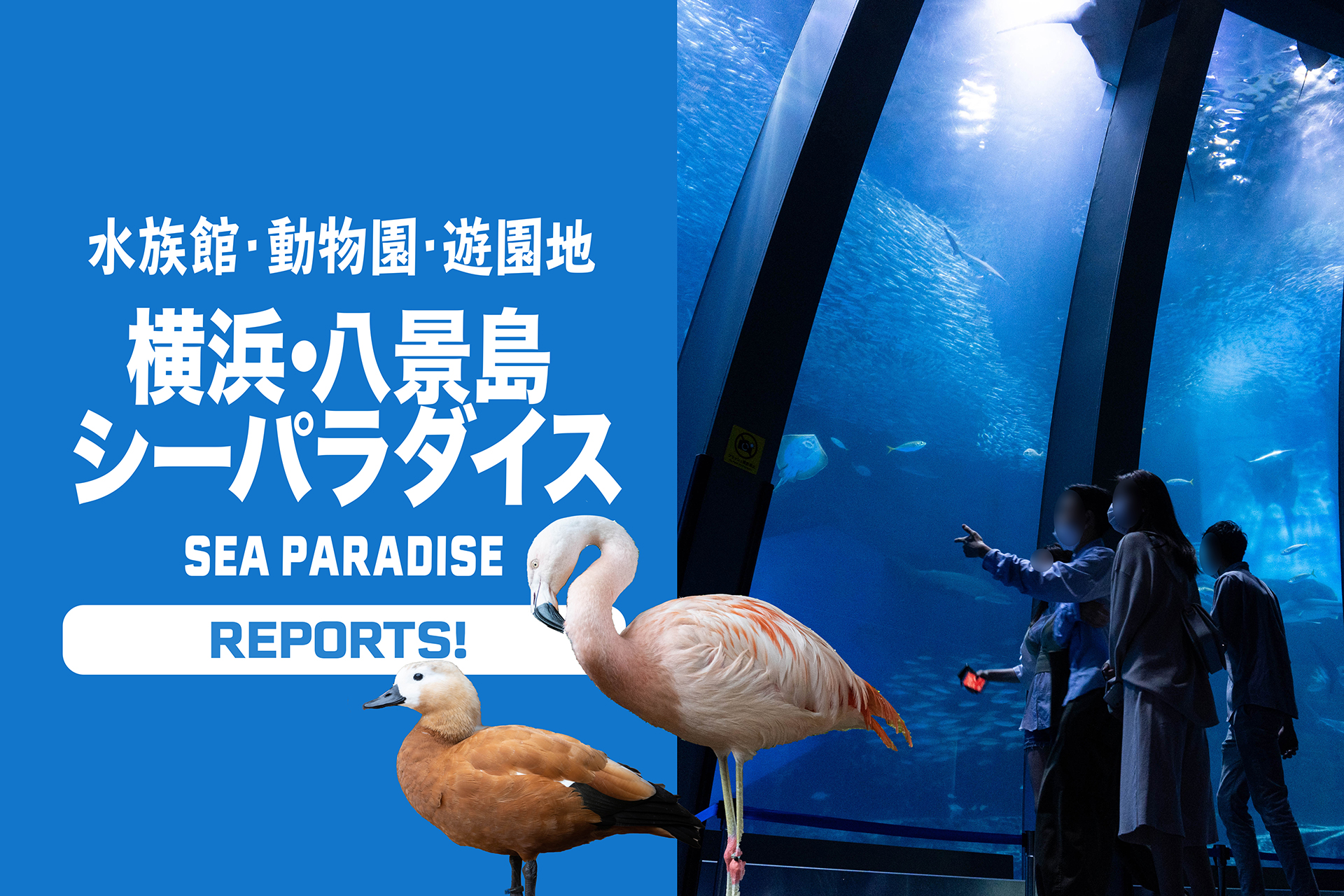 横浜 八景島シーパラダイス マルチに楽しめる水族館と遊園地 そして食事 1日遊べる人気スポットへ行こう 関東のお出かけ情報ならオソトイコ