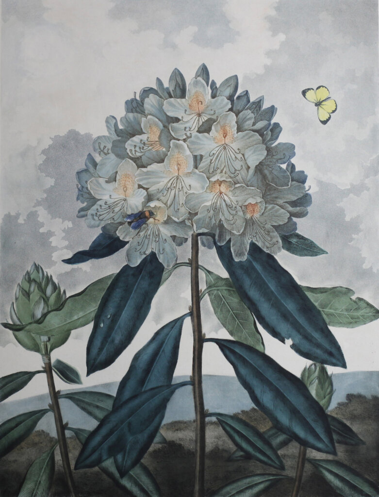 キューガーデン　英国王室が愛した花々　シャーロット王妃とボタニカルアート