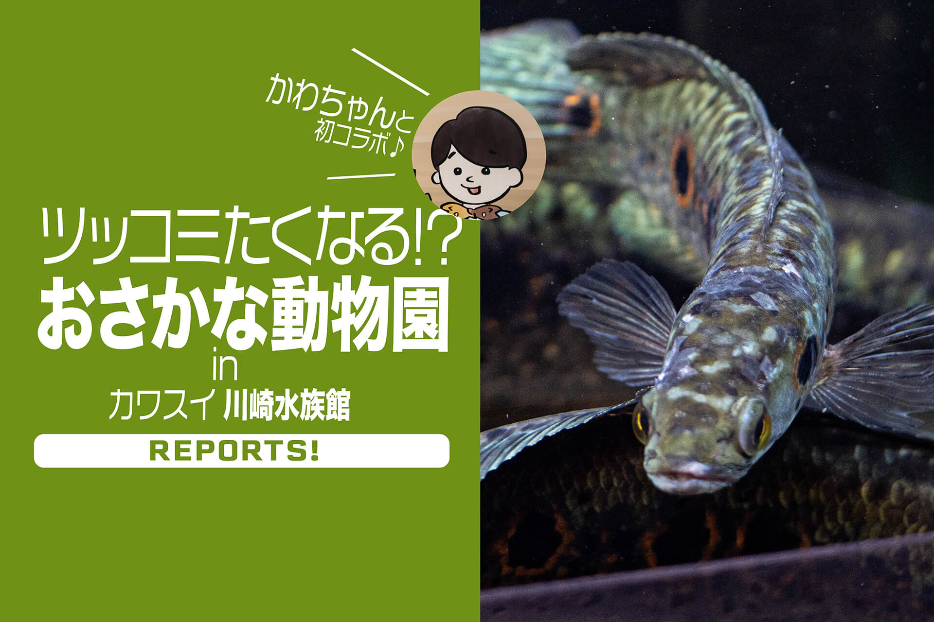 ツッコミたくなる!? おさかな動物園』 さかなのお兄さん“かわちゃん”と