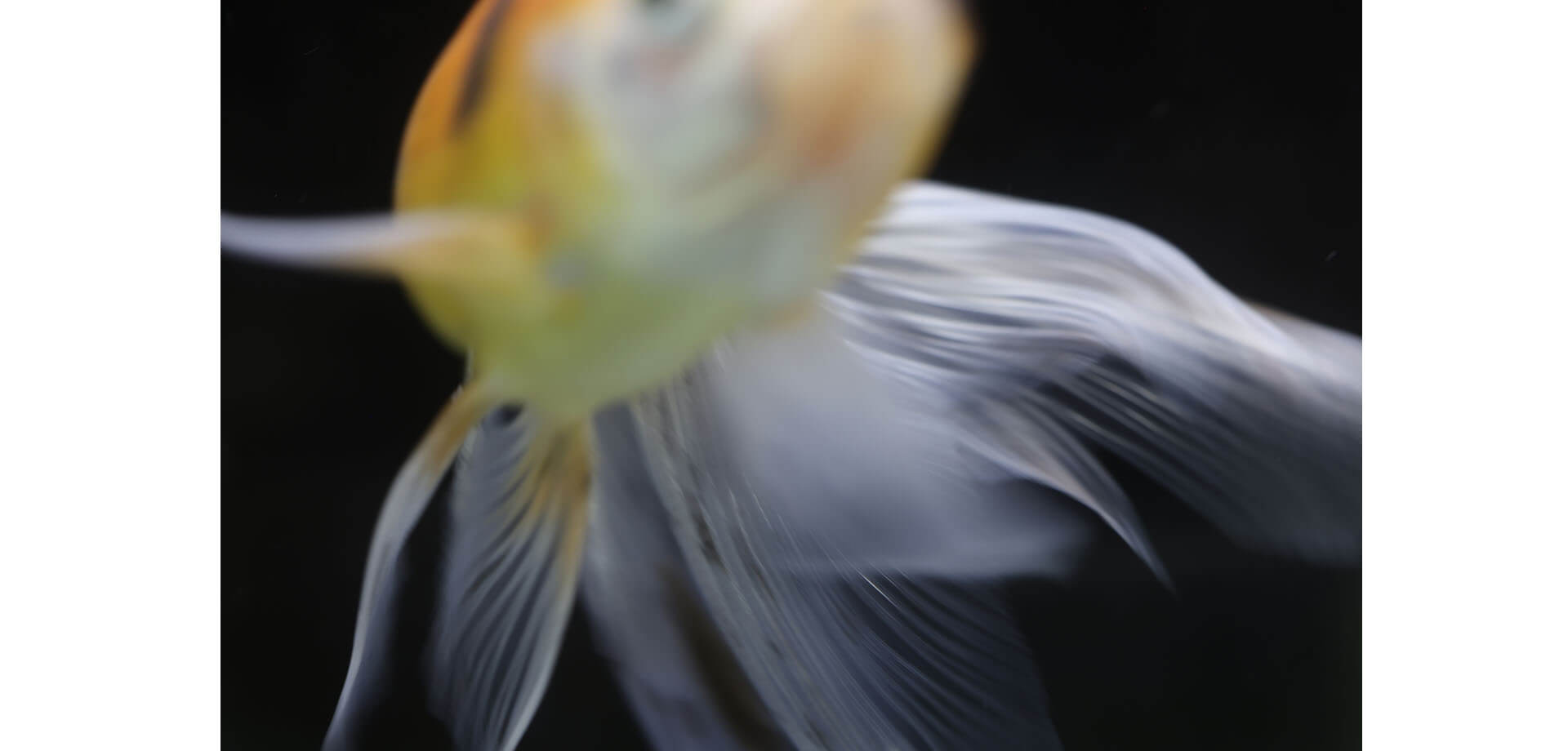 ケンコー・トキナー ギャラリー「中津原勇気 写真展「Jewelry Fish」」