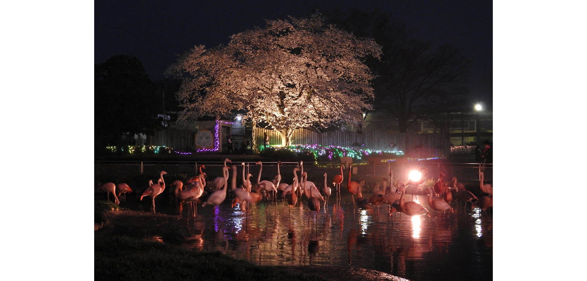夜間イベント『春のナイトZOO』東武動物公園