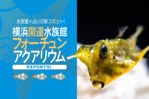 横浜開運水族館フォーチュンアクアリウム　中華街