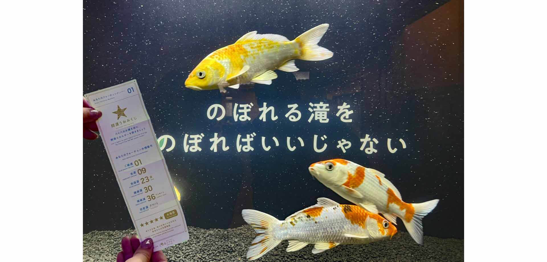 開運！ゴールデンうおまつり 『横浜開運水族館 フォーチュンアクアリウム』