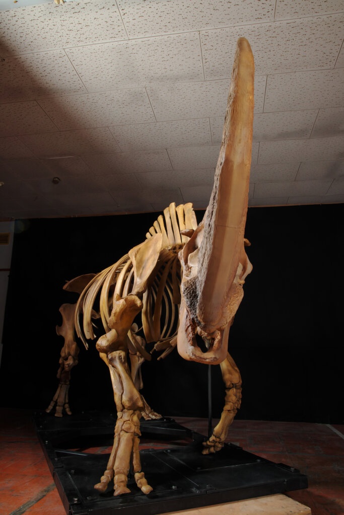 化石ハンター展 〜ゴビ砂漠の恐竜とヒマラヤの超大型獣〜