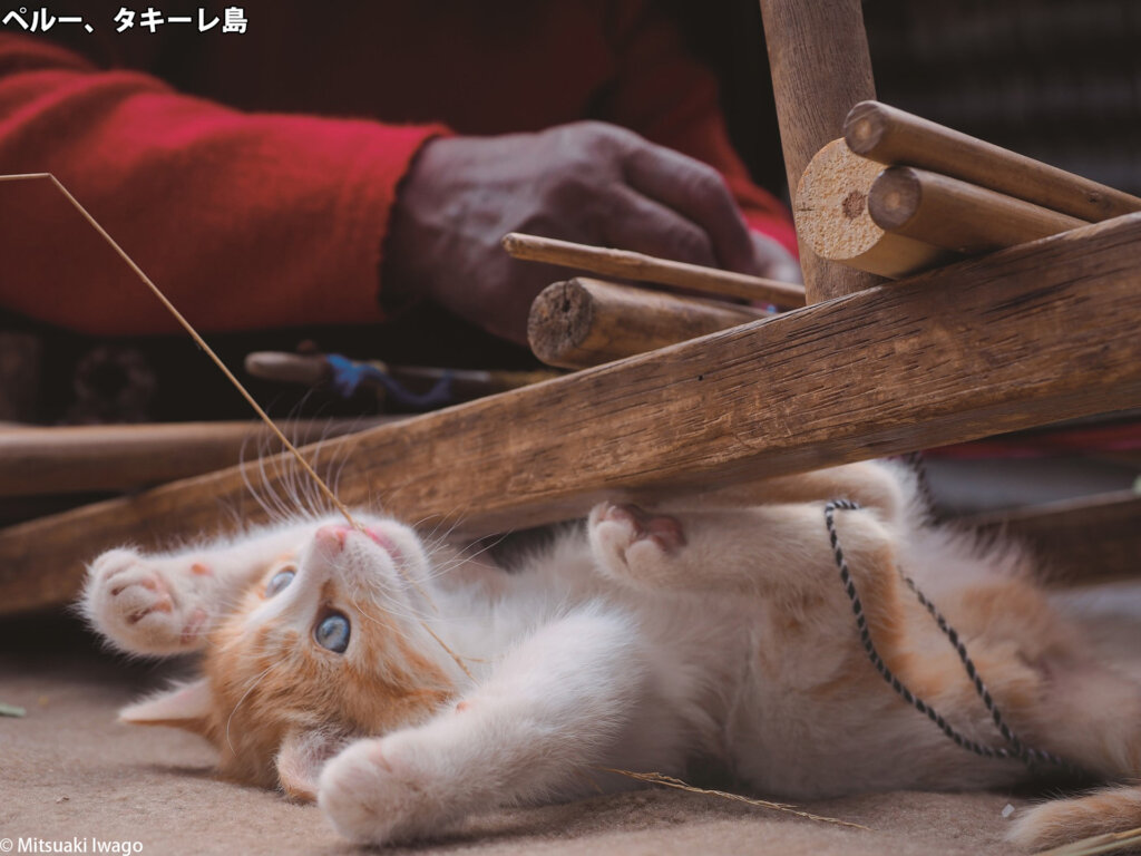 動物写真家・岩合光昭写真展「こねこ」「岩合光昭の世界ネコ歩き 2」