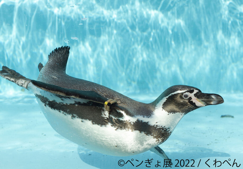 TODAYS GALLERY STUDIO.ペンギンと金魚の合同写真展＆イラスト物販展「ペンぎょ展 2022」