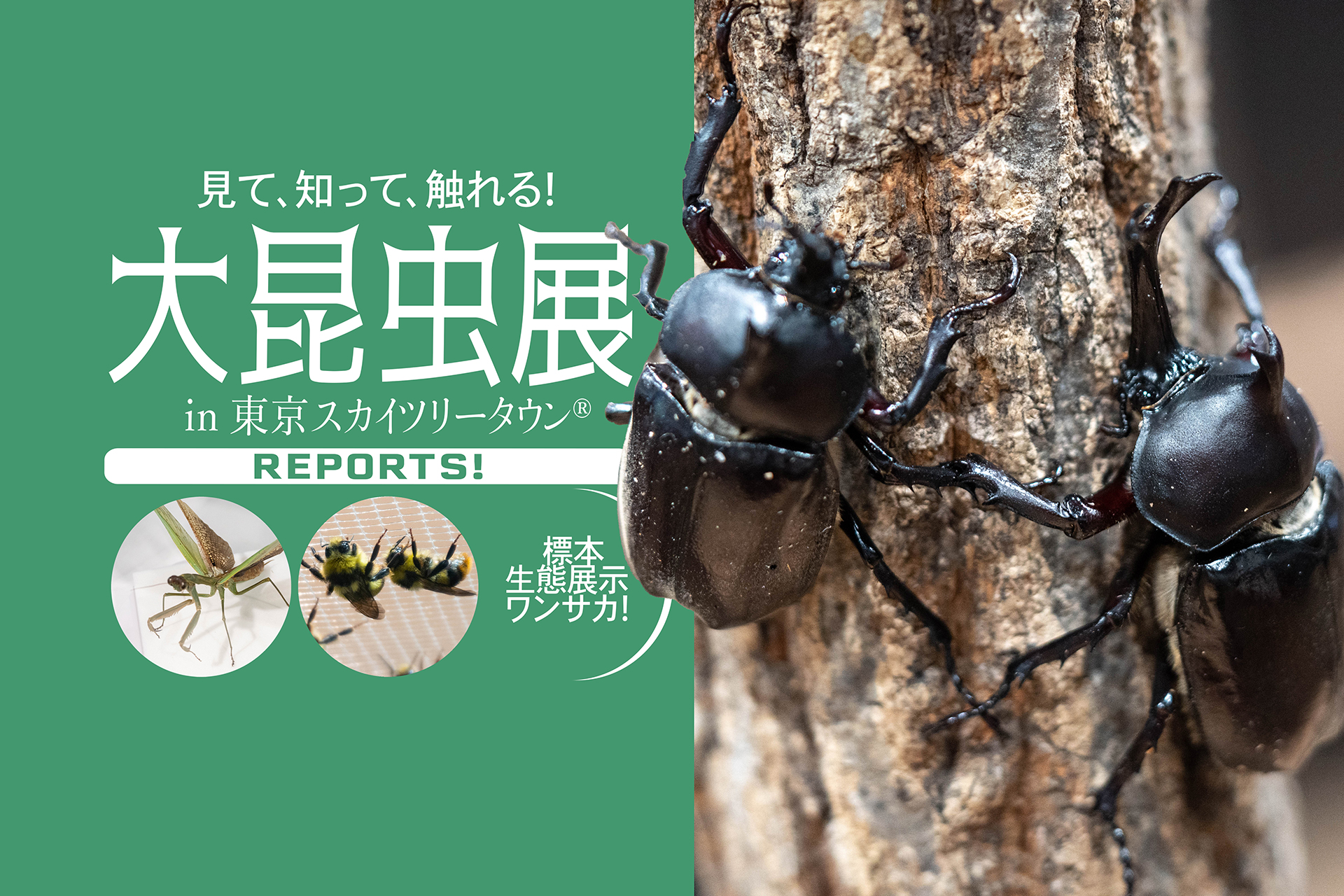 大昆虫展 In 東京スカイツリータウン 知ってビックリ 昆虫のすごい世界 昆虫博士になれるかも ワクワクとドキドキの生体展示が多数 自由研究に最適な話題イベントへ行こう 関東のお出かけ情報ならオソトイコ