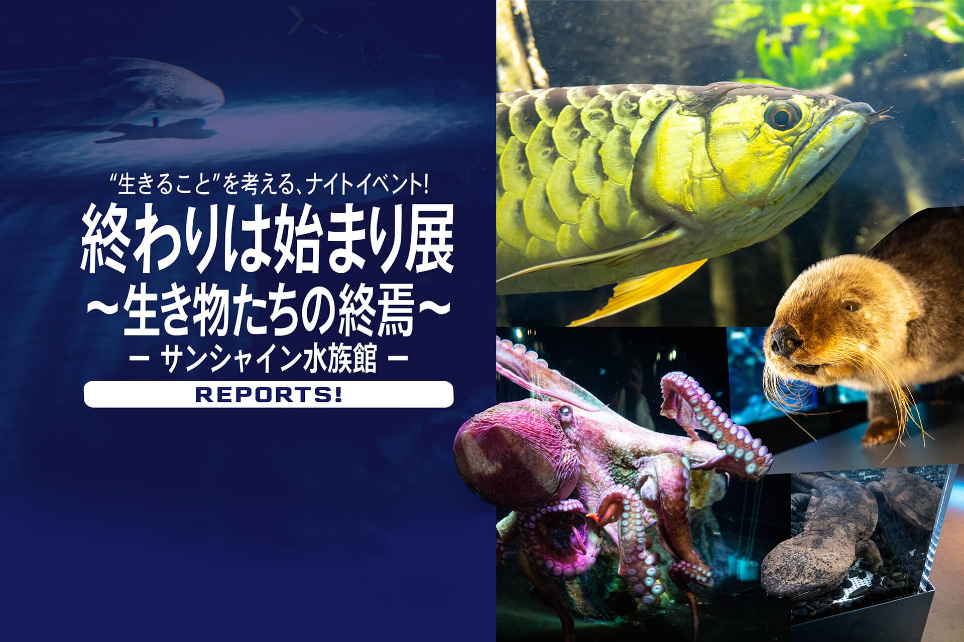 終わりは始まり展 生き物たちの終焉 夜のサンシャイン水族館で考える 生き物の尊さ 生きること そして命をつなげることとは 開催は22 12 18日まで 関東のお出かけ情報ならオソトイコ