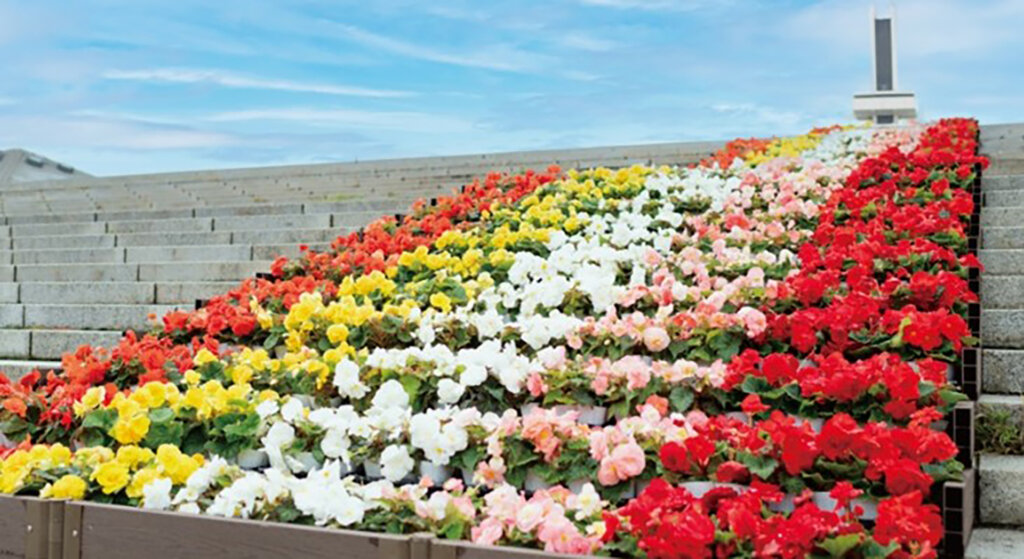 駒沢オリンピック公園「花と光のムーブメント」 駒沢オリンピック公園×フォーチュンベゴニア