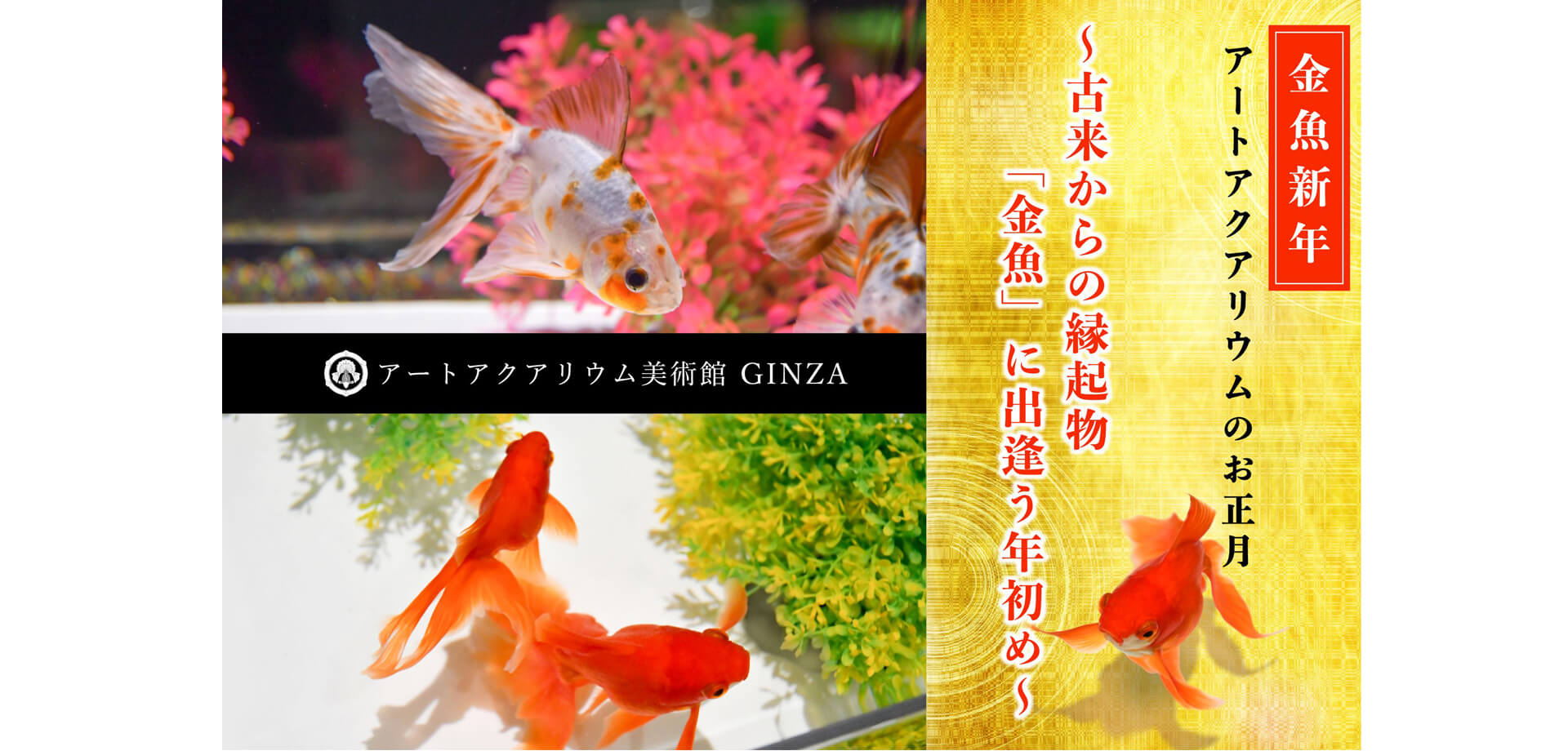 アートアクアリウム美術館 GINZA　金魚新年