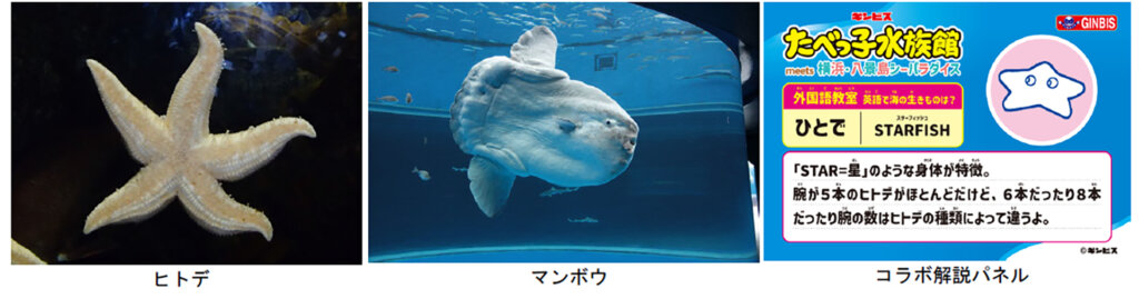 たべっ子水族館meets横浜・八景島シーパラダイス