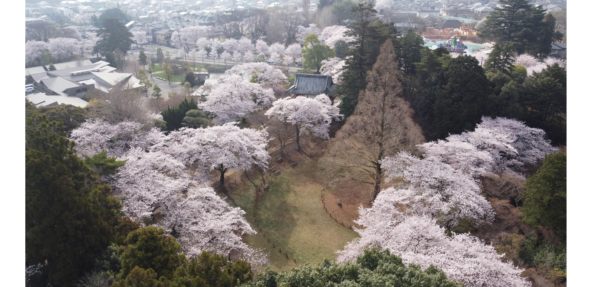 清水公園 桜まつり