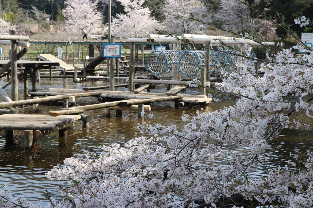 清水公園 桜まつり
