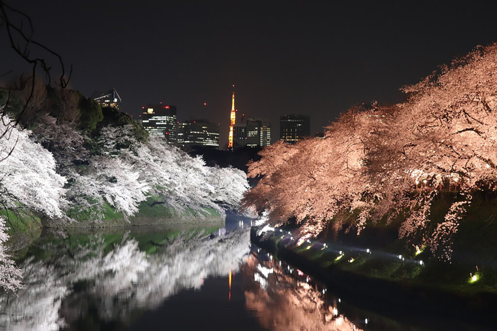 「千鳥ヶ淵」の夜桜ライトアップ「千代田のさくらまつり 」