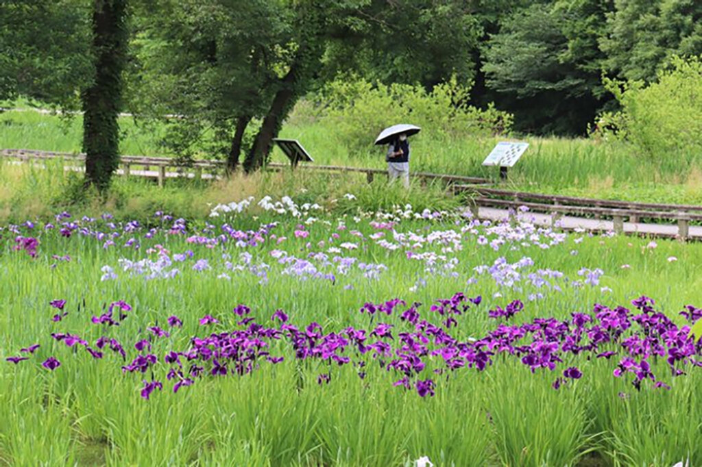 神代植物公園 特別企画展「薫風に香る江戸の華～はなしょうぶ」