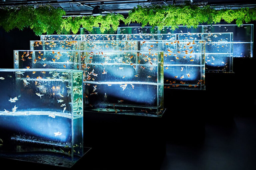 夏のアートアクアリウム展2023～銀座の金魚～ アートアクアリウム美術館 GINZA