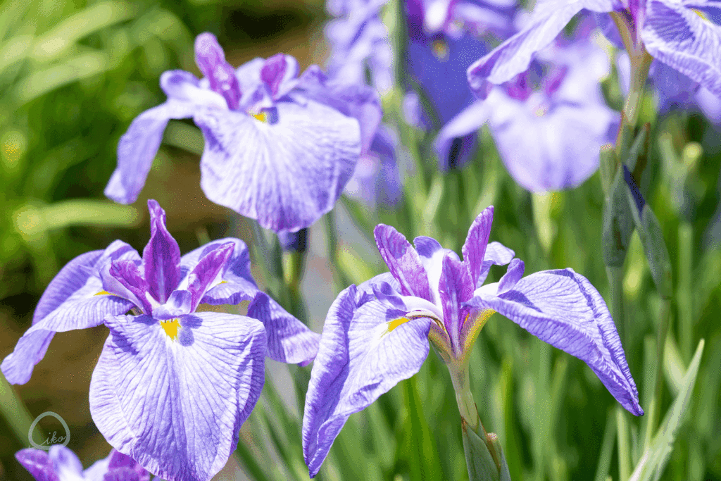 東村山 菖蒲まつり　しょうぶ　あじさい　北山公園
