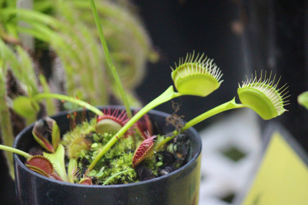 熱帯の昆虫と食虫植物 板橋区立熱帯環境植物館