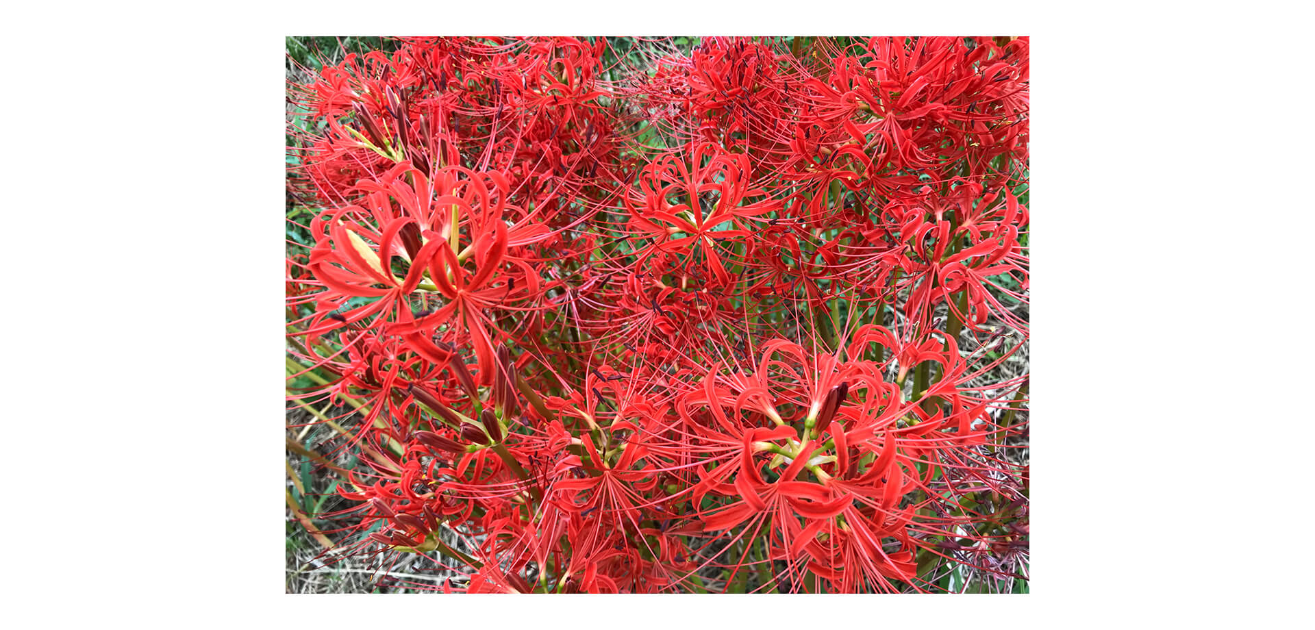 曼珠沙華の赤い花