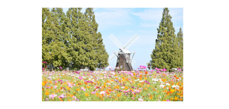 柏市あけぼの山農業公園のコスモス