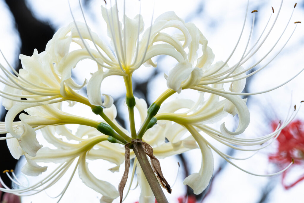 咲き誇る白い曼珠沙華