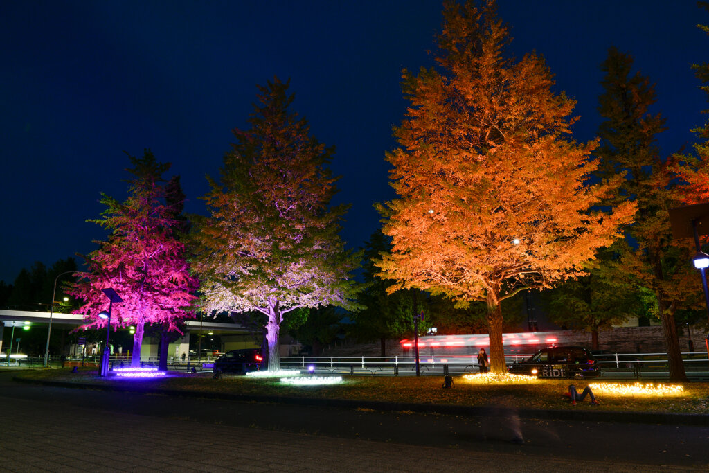 花と光のムーブメント　駒沢公園
