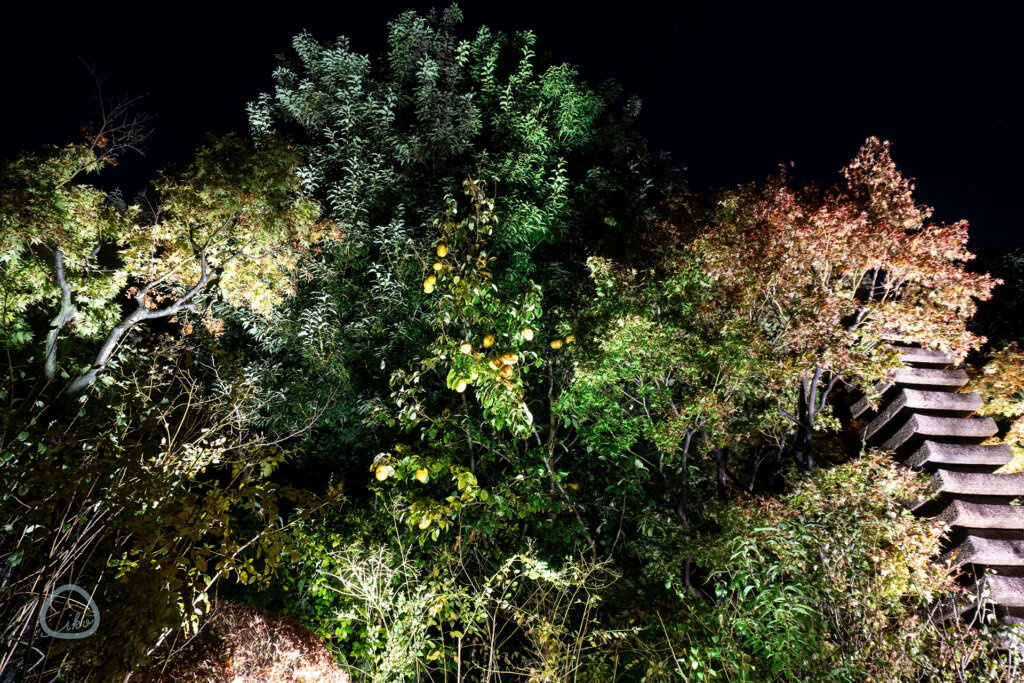 目白庭園・庭園の紅葉ライトアップ カリンの木