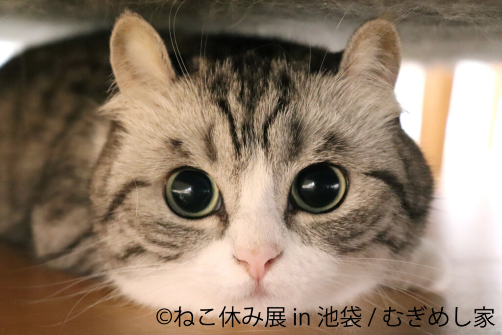 かわいい猫