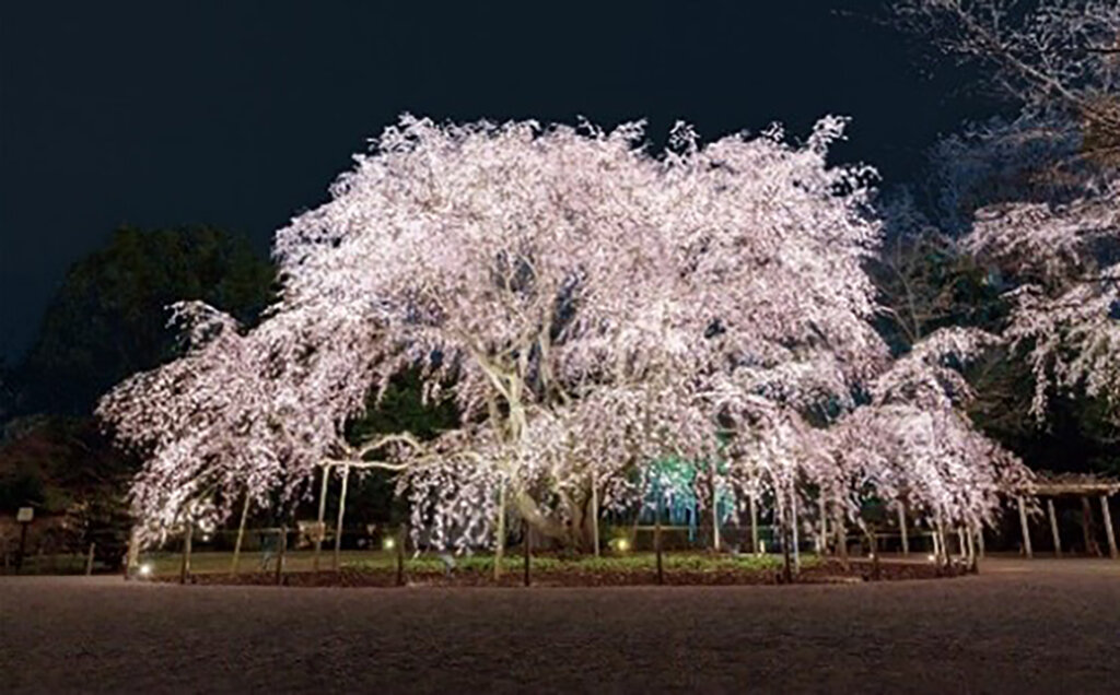 春夜の六義園 園内ライトアップ『夜間特別観賞』